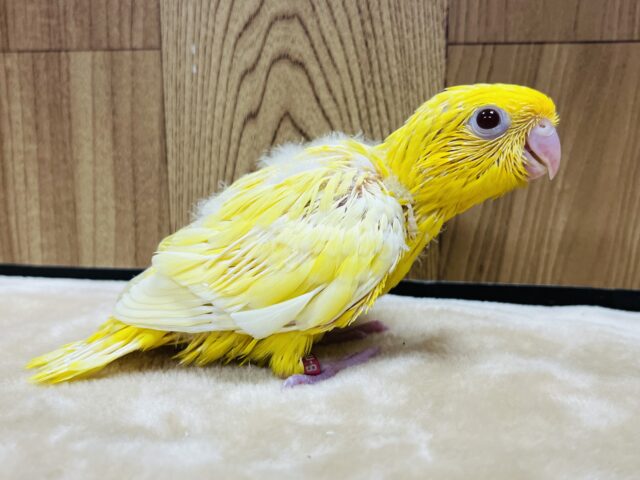 サザナミインコ