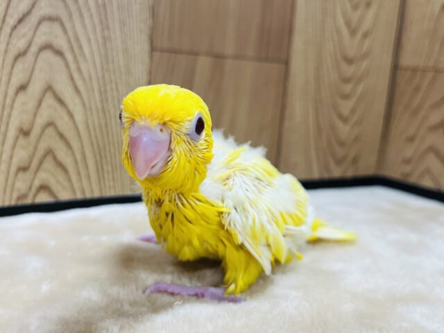 サザナミインコ