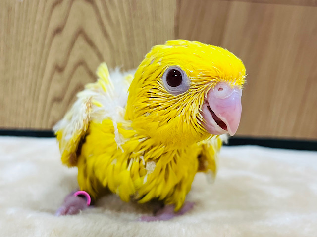 宝石みたいにきれい✨️サザナミインコ(ルチノー)