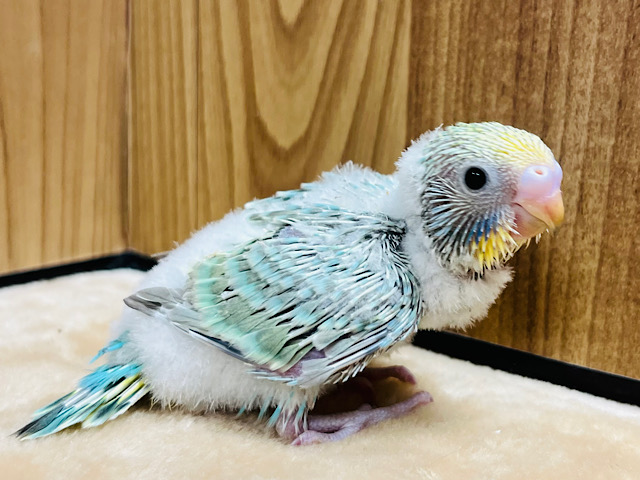 わた毛マフラー🧣セキセイインコ(パステルカラーレインボー) ヒナ