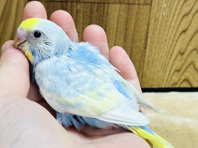 夏らしい🌴涼しげカラー‪☆セキセイインコ(イエローフェイスパステルレインボー) ヒナ