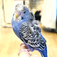 【最新画像更新🪄カゴデビューしてます☆】ビビットカラー💙🖤カッコイイ印象の子！羽衣セキセイインコ(オパーリン) ヒナ