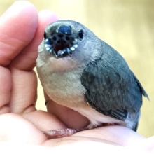キラリと光るダイヤモンド💎コキンチョウ(ブルー) ヒナ
