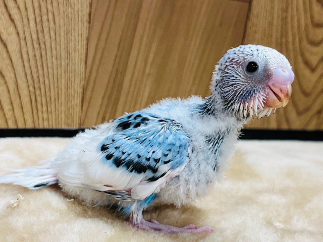 カメラ目線なら任せてね‪☆セキセイインコ(パイド) ヒナ