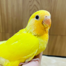 【最新画像更新🪄】わたっ子参上🐣🍋コザクラインコ(ルチノー) ヒナ