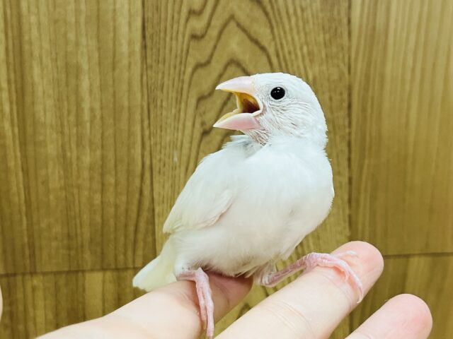 白文鳥