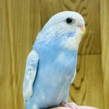 【最新画像更新🪄ひとり餌になりました！】爽やかな夏空イメージ🌴セキセイインコ(スパングル) ヒナ