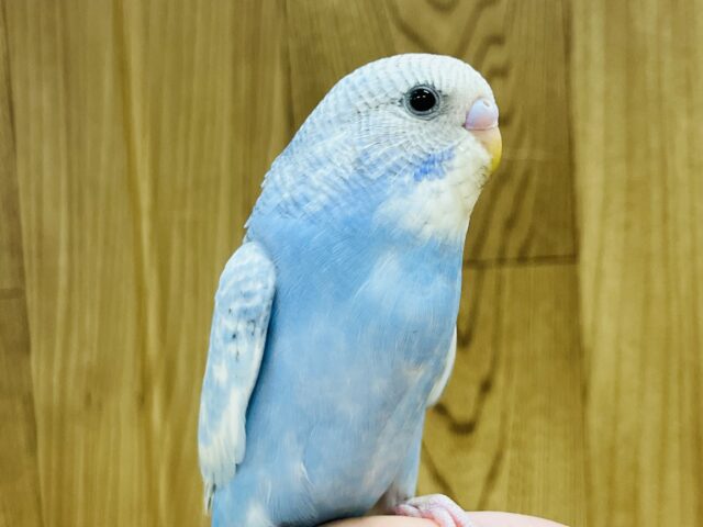 【最新画像更新🪄ひとり餌になりました！】爽やかな夏空イメージ🌴セキセイインコ(スパングル) ヒナ