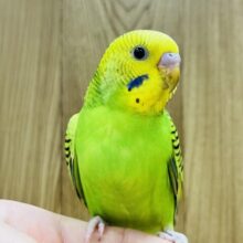 【最新画像更新🪄ひとり餌になりました！】しっかり模様がかっこいい！セキセイインコ(オパーリン) ヒナ