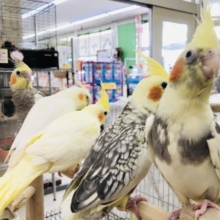 オカメちゃん大集合！　R5　５／７撮影