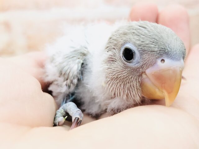 シロボタンインコ