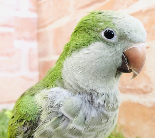 おしゃべり上手になりました！　しゃべるかな～？　オキナインコ　グリーン　９／２２撮影