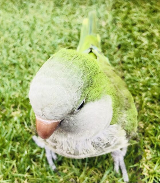 オキナインコ