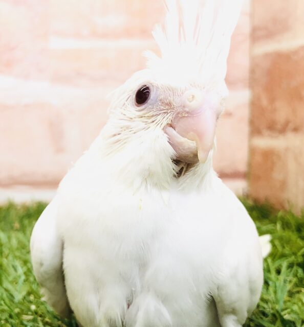 ピュアな真っ白ボディ　オカメインコ　ピュアホワイト　R５　５／２４撮影