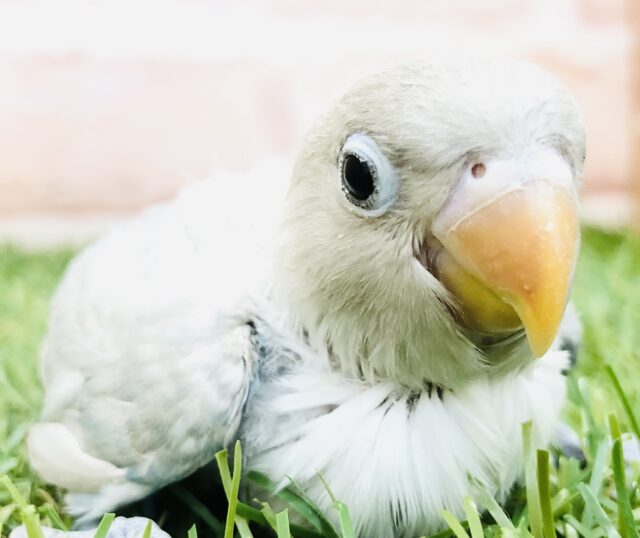 人気の天使がやってきました　ボタンインコ　R５　５／１７撮影