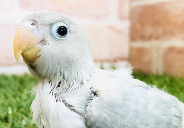 シロボタンインコ