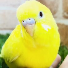 元気印の明るいカラー　セキセイインコ　Ｒ５　５／１７撮影