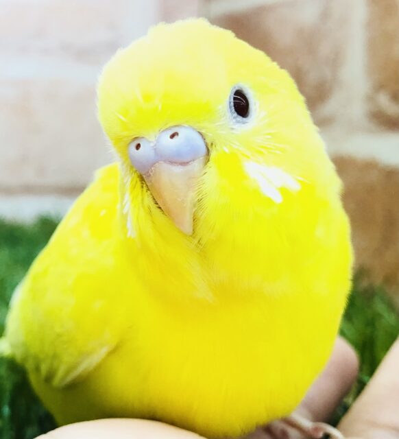 元気印の明るいカラー　セキセイインコ　Ｒ５　５／１７撮影