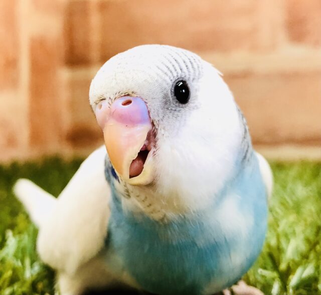 オンリーワンなセキセイちゃん　セキセイインコ　R５　５／２７撮影