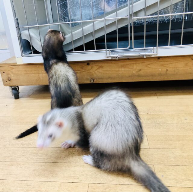 フェレット