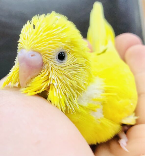 セキセイインコ