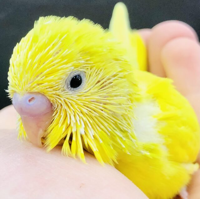 まっ黄色さん？・・・　セキセイインコ　　R５　５／３１撮影