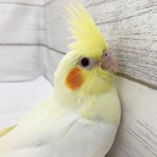 オカメインコ（ルチノー）　人気カラーの子が来ました！