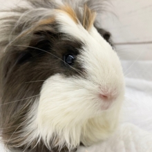 最新画像あり。ハンサムガール？オールバック巻毛モルモット！