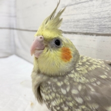 オカメインコ（シナモンパール）　ちょっぴり怖がりさんかな？