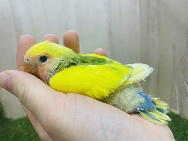 コザクラインコ（小桜インコ）