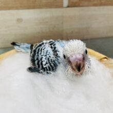 綺麗な模様が出てくれそうなコ！セキセイインコのオパーリン！