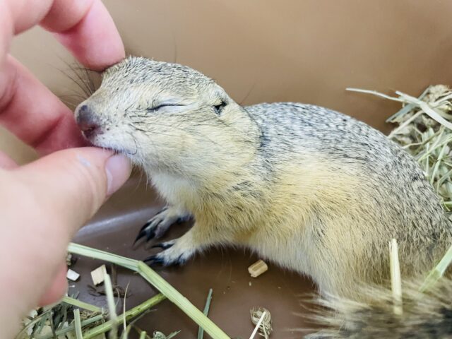 リチャードソンジリス