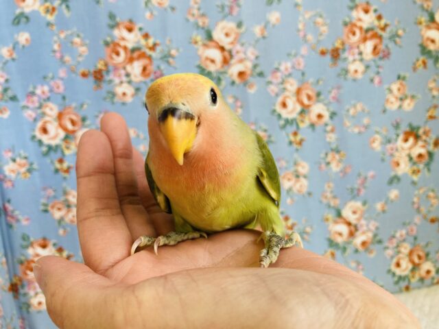 コザクラインコ（小桜インコ）