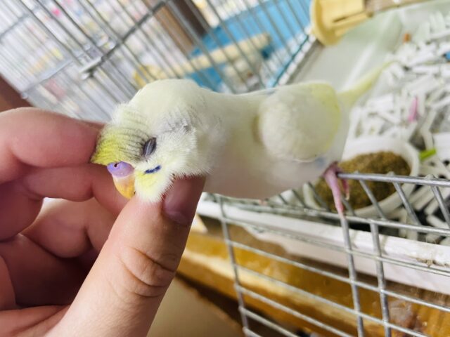 セキセイインコ