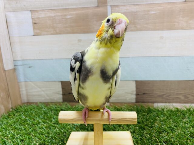 オカメインコ