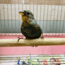 最新画像あります☆ヒナ餌卒業‼️レアカラーです！！ヒノマルチョウのシーグリーン！