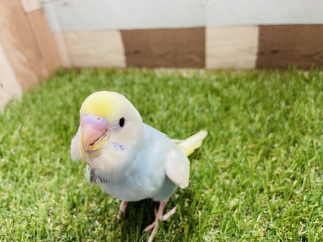 セキセイインコ