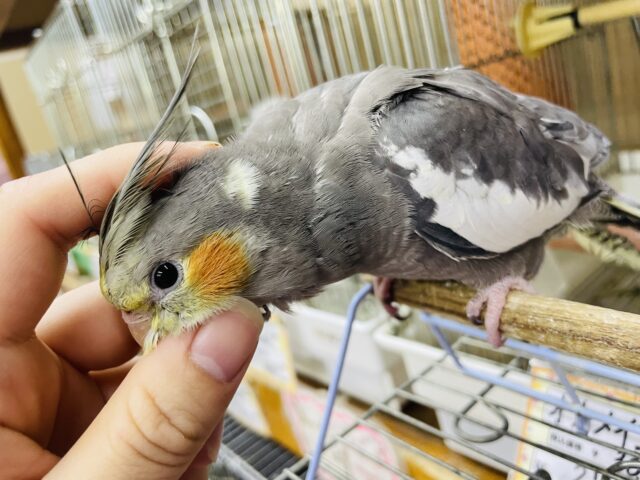 オカメインコ