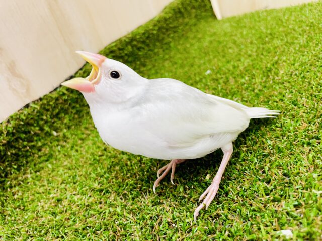 さし餌2回！最新画像になりますよ⭐️将来はぷっくりオモチの文鳥さんだいっ⭐️ 白文鳥