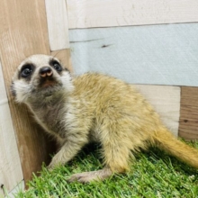 激カワ♡甘えん坊なちびっ子ミーアキャット！！②