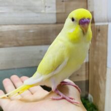 最新画像有り☆クリームカラーが可愛いんですっ！セキセイインコのクリームルチノー！