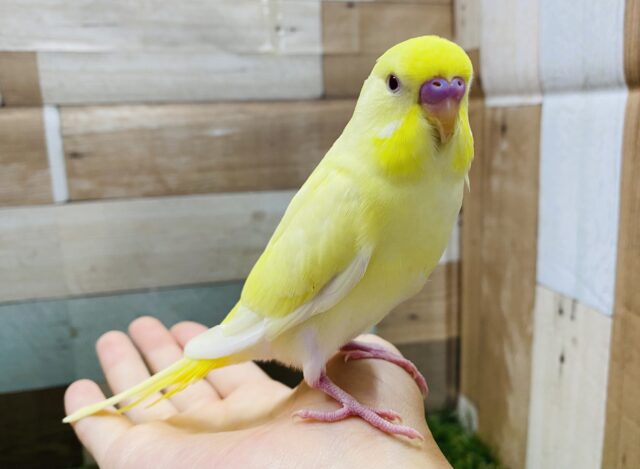 最新画像有り☆クリームカラーが可愛いんですっ！セキセイインコのクリームルチノー！