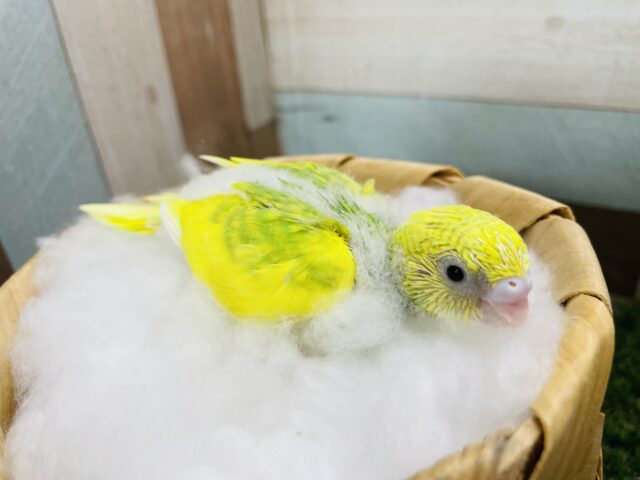 セキセイインコ