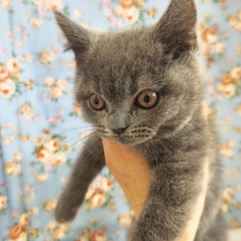 ブリティッシュショートヘア