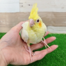 人気カラー❤オカメインコ(ルチノー)のヒナ入荷しました❤