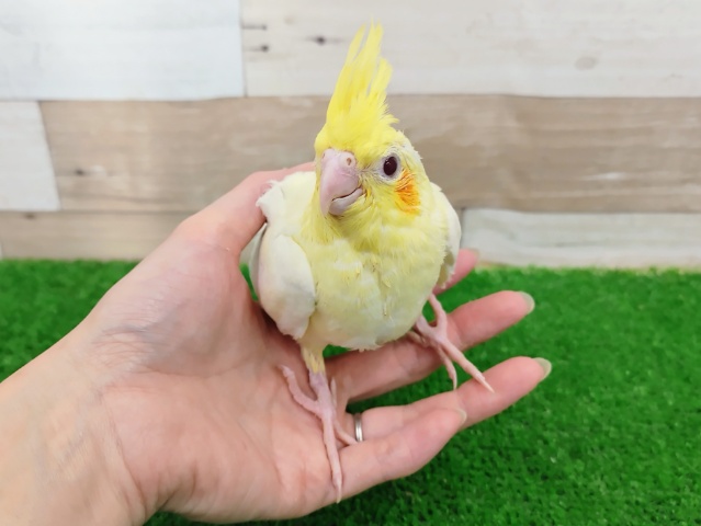 人気カラー❤オカメインコ(ルチノー)のヒナ入荷しました❤