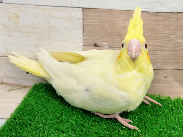 オカメインコ