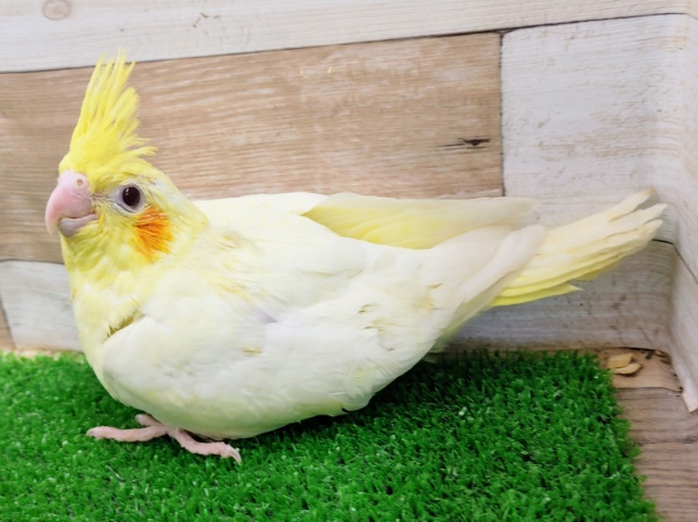 オカメインコ