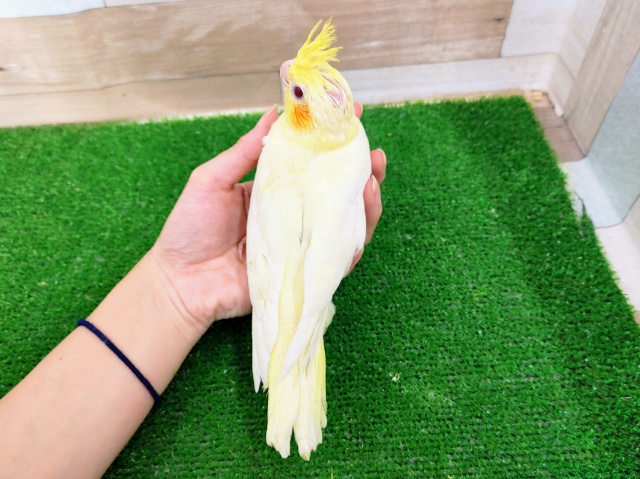 オカメインコ