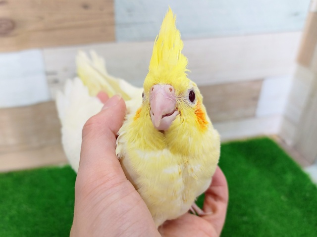 オカメインコ